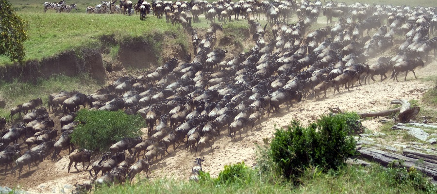Southern Plains Return Migration
