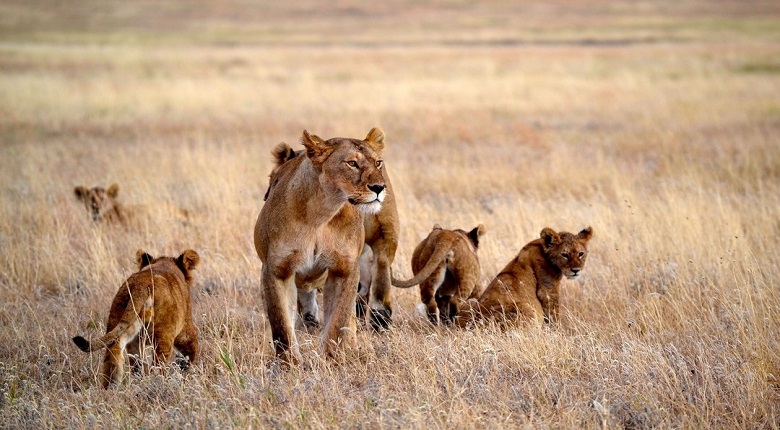 3 Day Tanzania Safari Tour