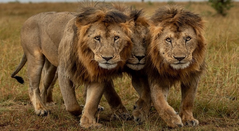 3-Day Serengeti and Ngorongoro Safari Package