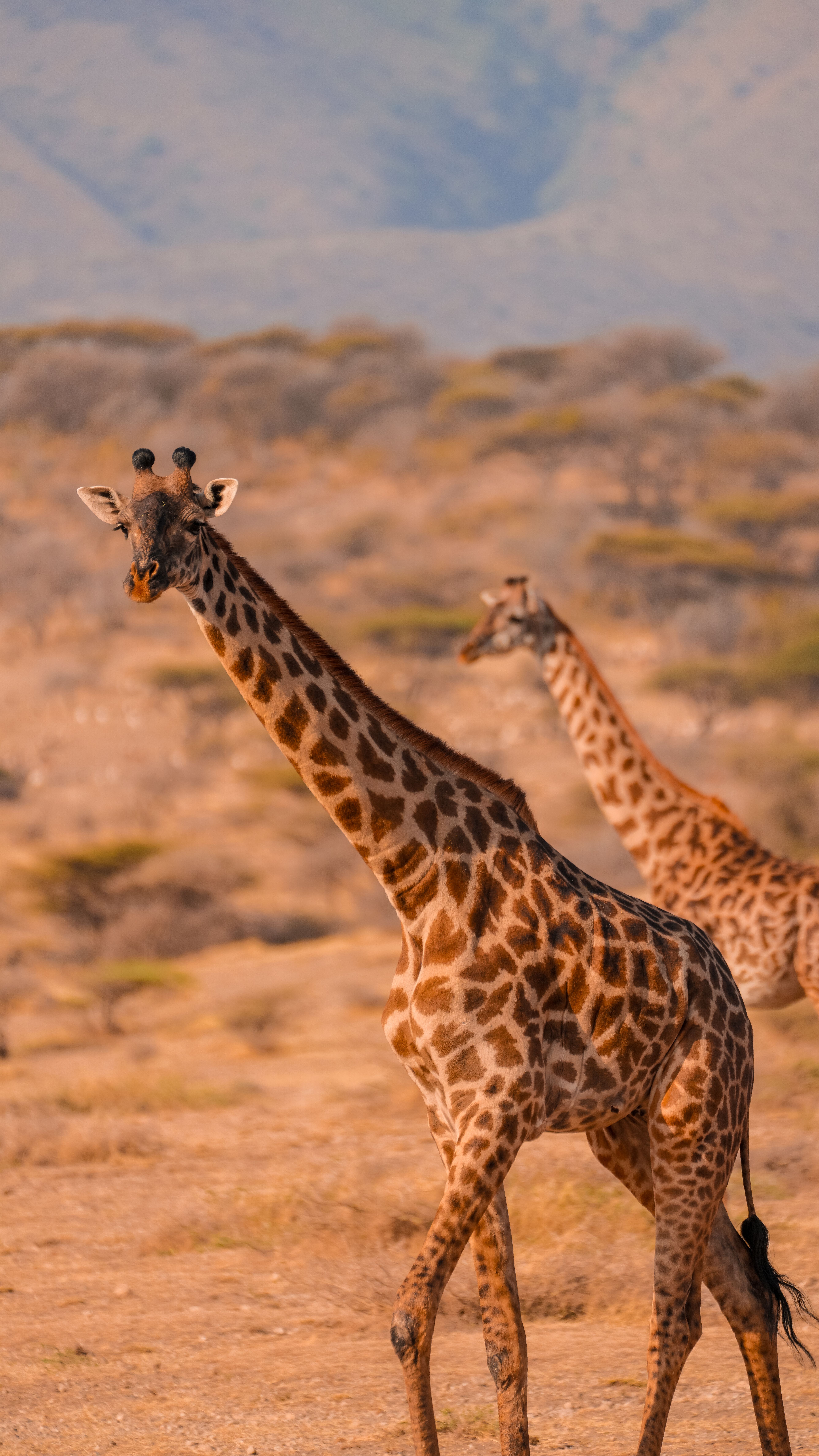 Lake Manyara safari package with Rift Valley scenery