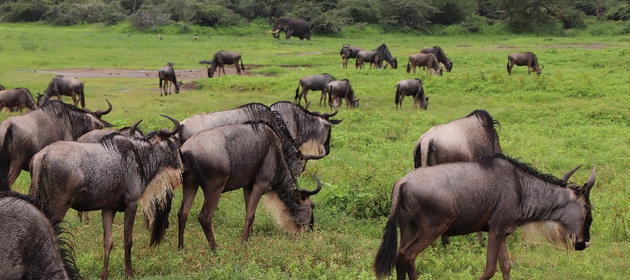 Wildlife inside Ngorongoro Crater