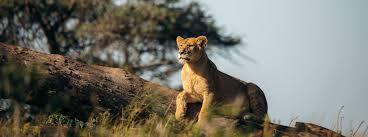 7 Days Tanzania Safari Christmas