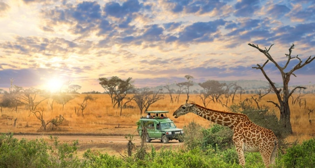 Bird Watching Tour