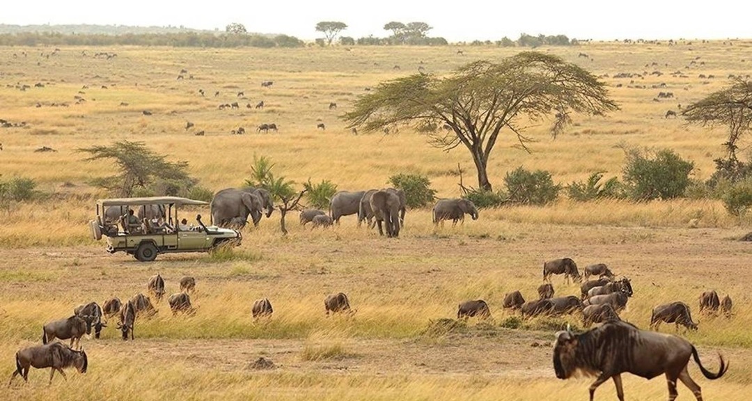 Ngorongoro Crater Wildlife