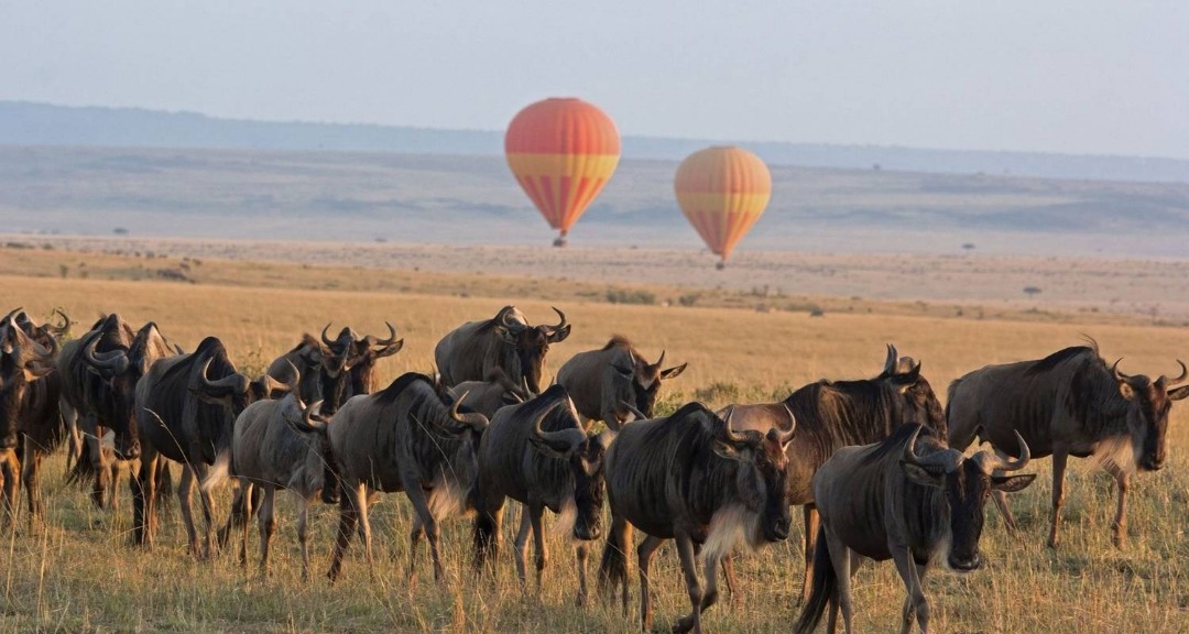 Predator Safari Experience