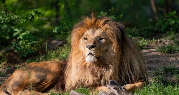 Lion resting on a kopje in the Serengeti