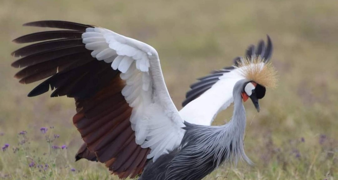 Early Bird Booking Discount