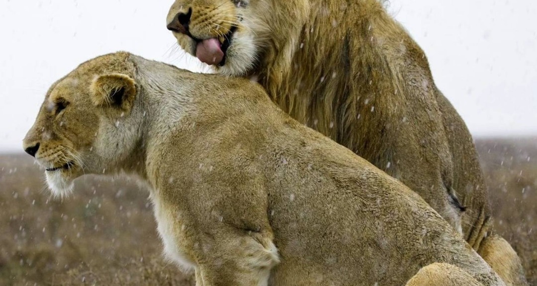 Featured Safari Experience