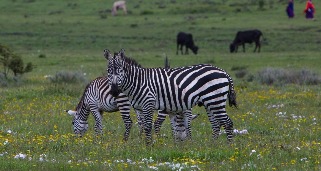 Safari Gallery