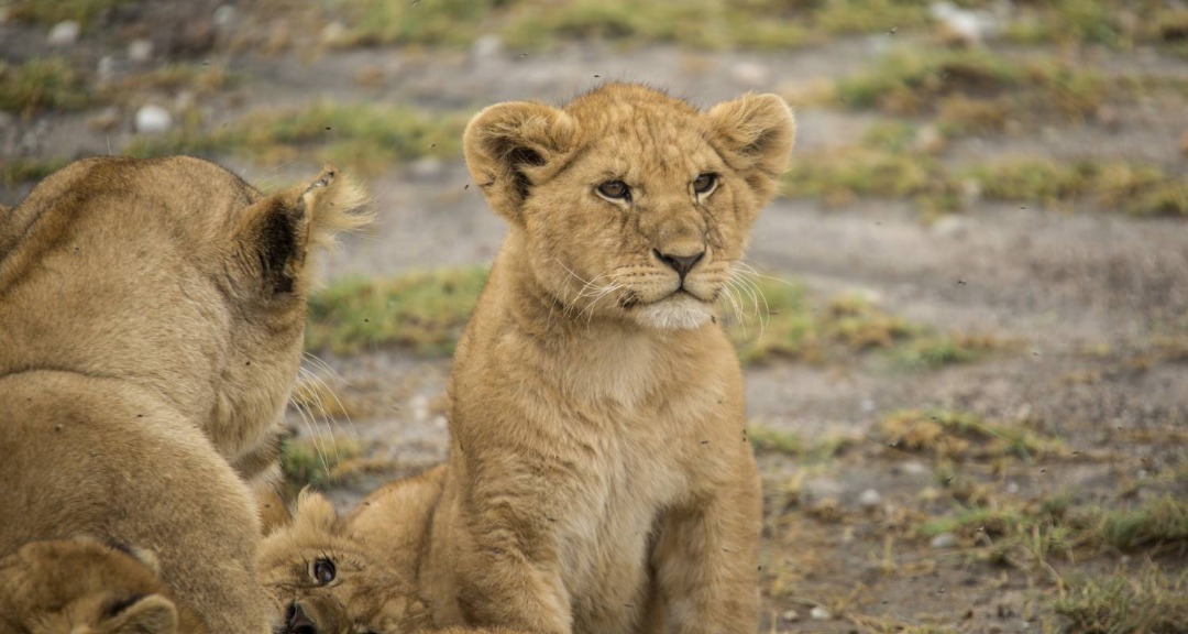 Safari Gallery
