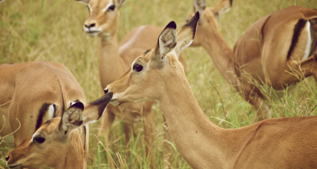 6 Days Tanzania Classic Safari