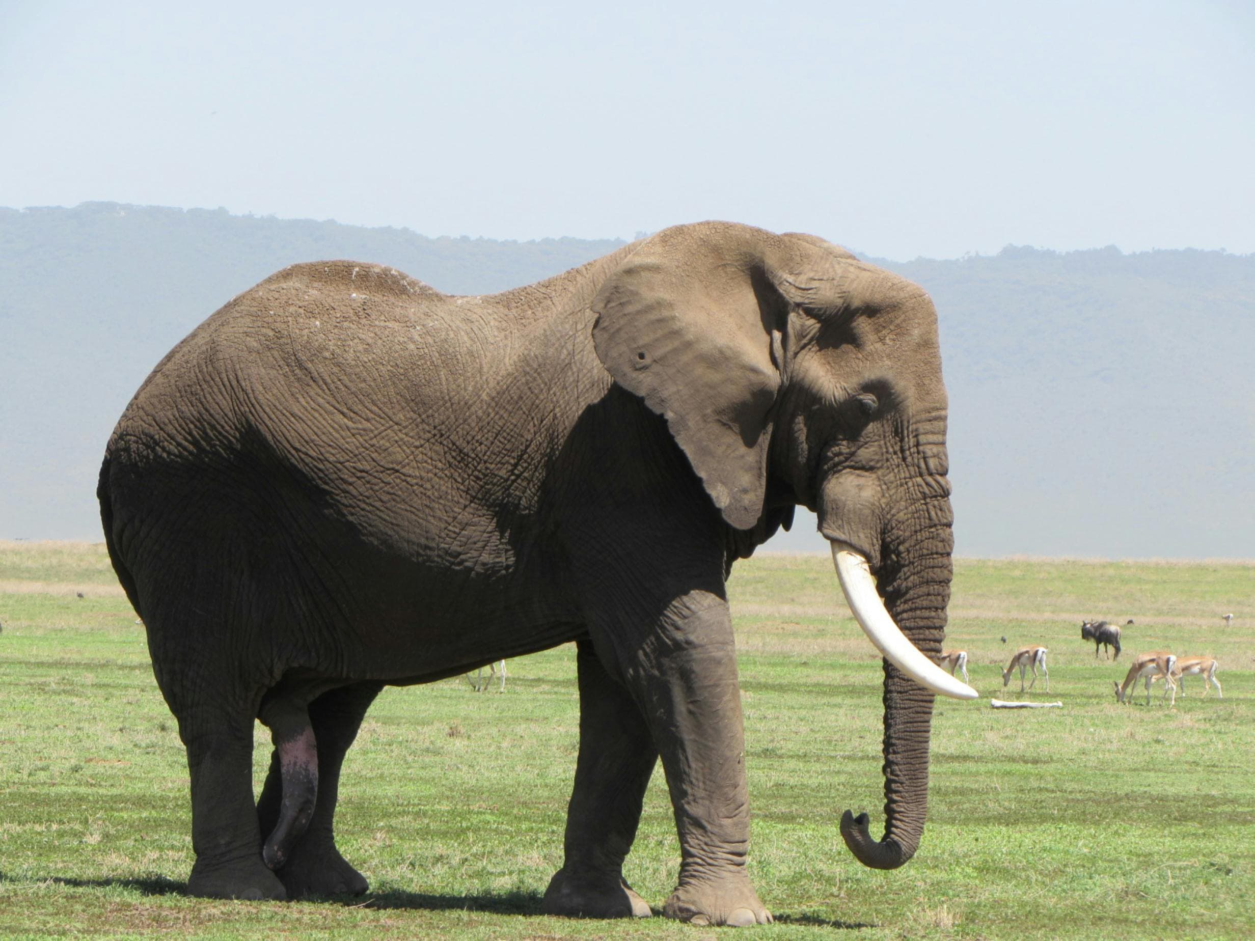 Safari Photography Tips