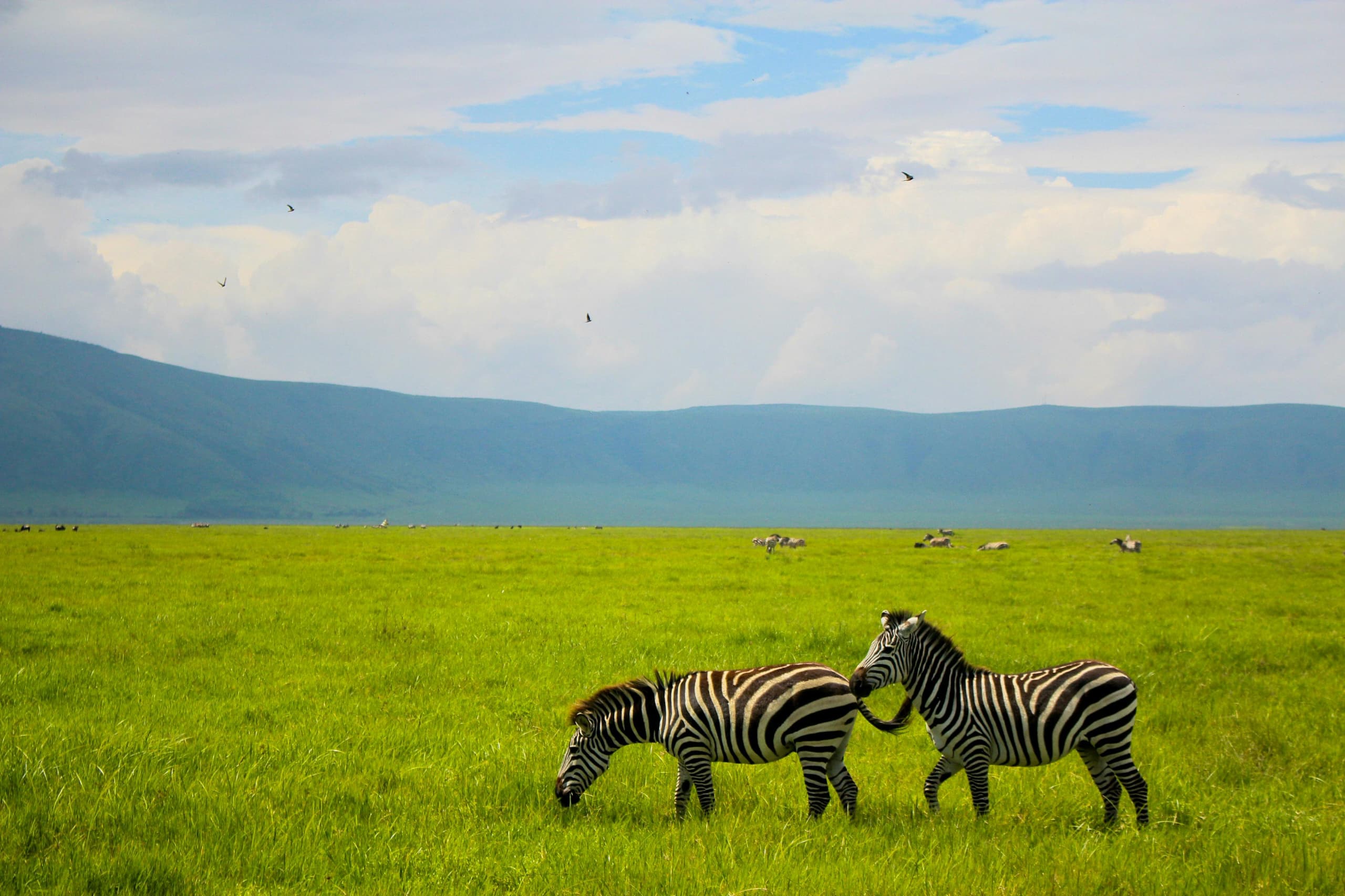 4-Day Safari