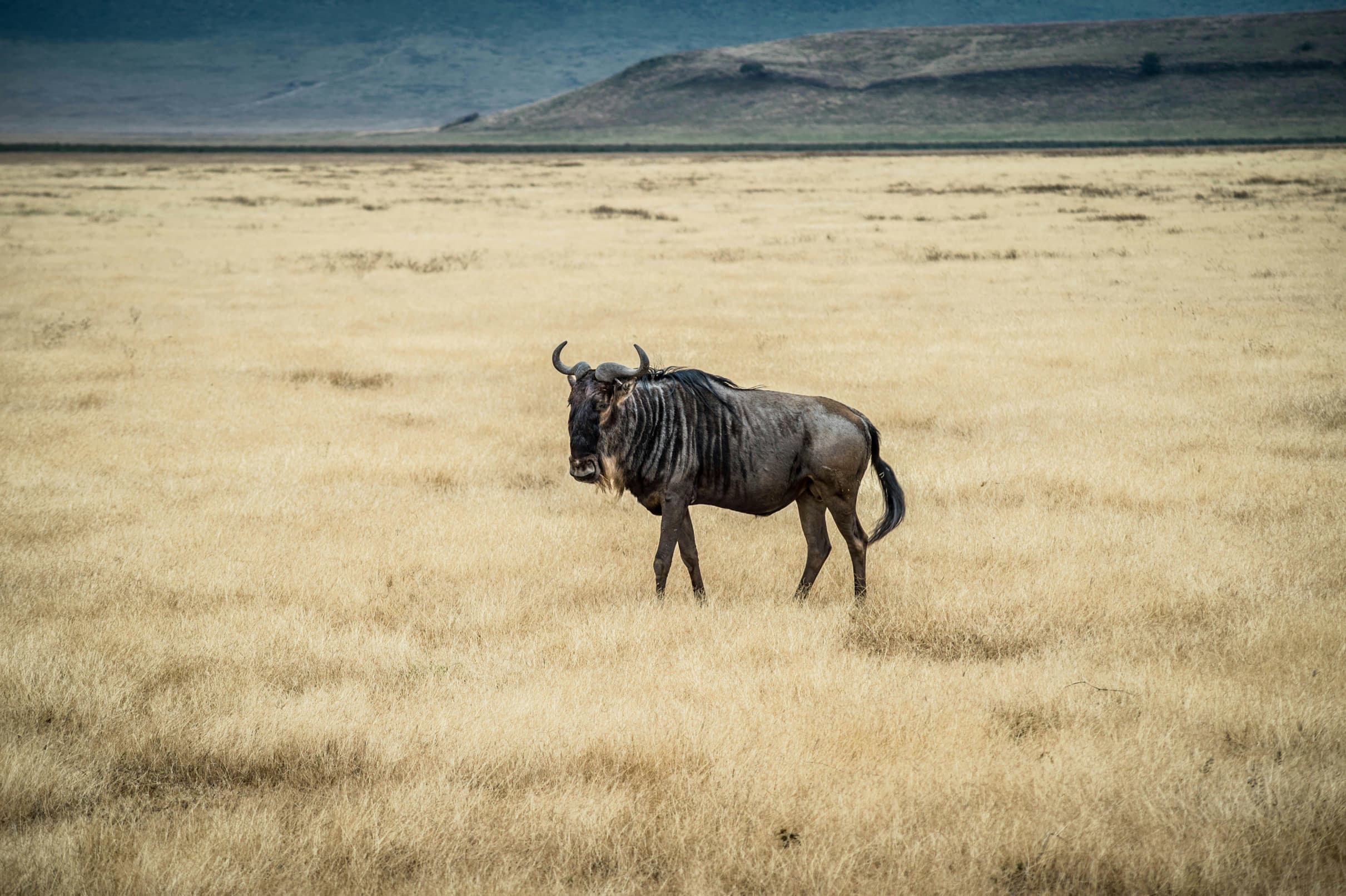 Group safari vehicle viewing wildlife on the Ngorongoro Crater floor