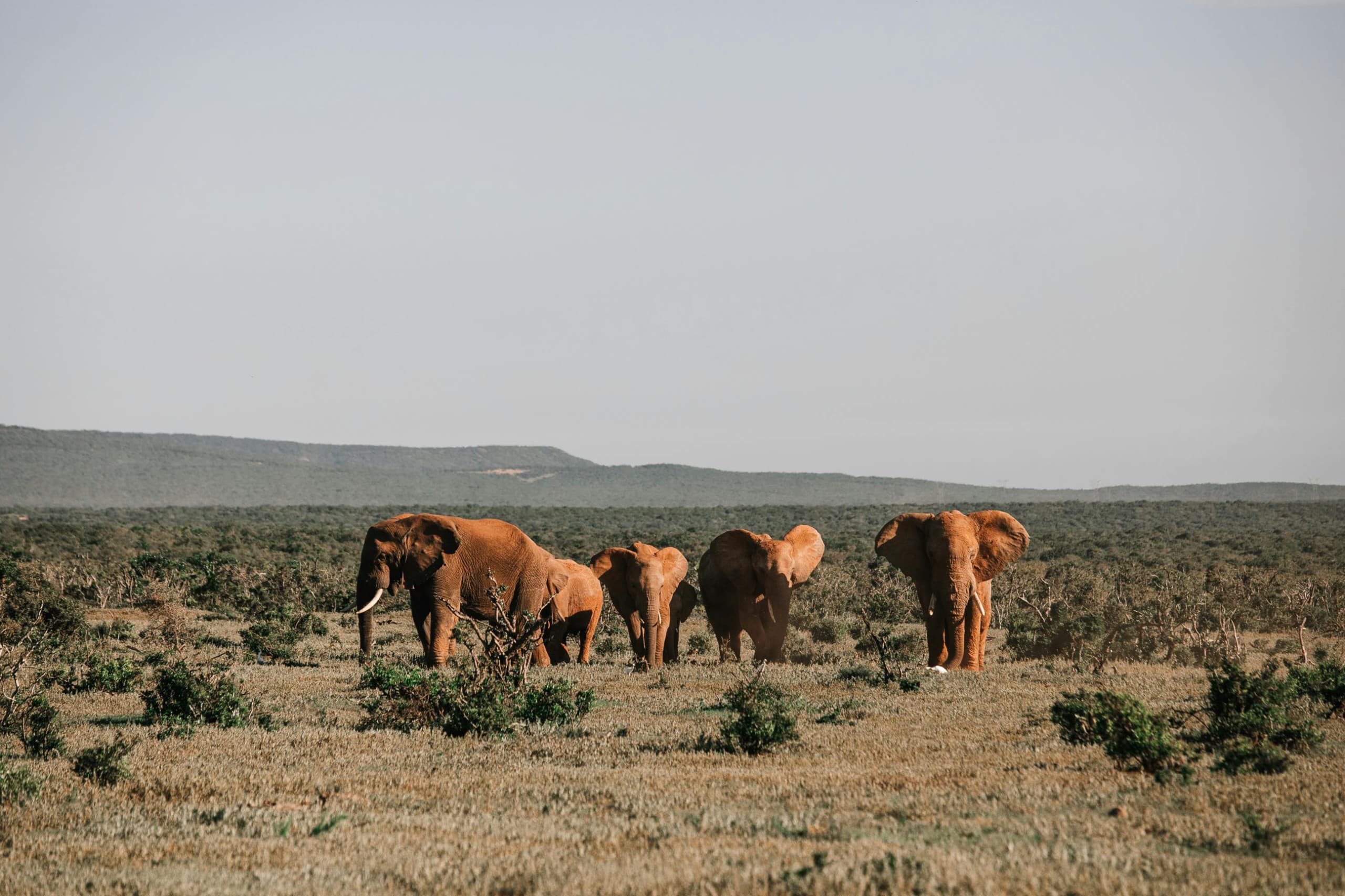 AfricanTrust Safari Team