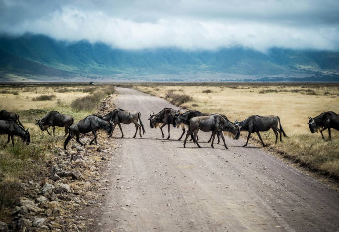 Great Wildebeest Migration