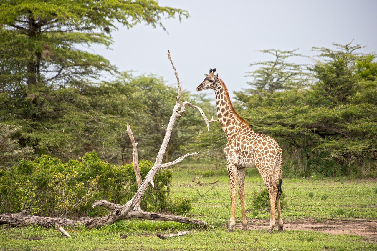Scenic flight over Serengeti and fly-in safari vehicle