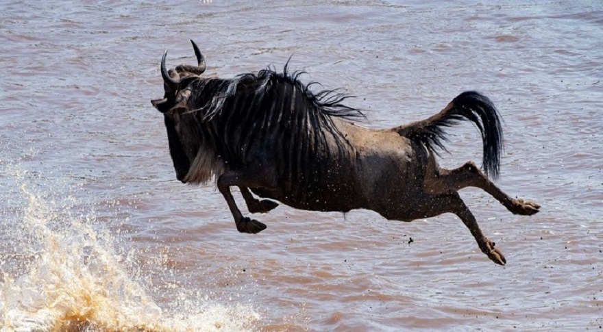 8 Days Ngorongoro & Serengeti Safari