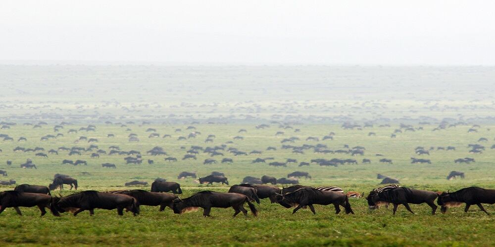 1-Day Tanzania Wildlife Safari - Tarangire or Ngorongoro Day Trip