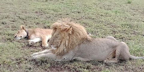 Leopard resting on a kopje in Serengeti National Park
