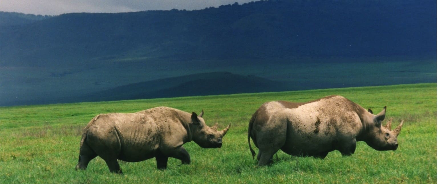 4 Day Exclusive Mid-Luxury Wilderness Safari