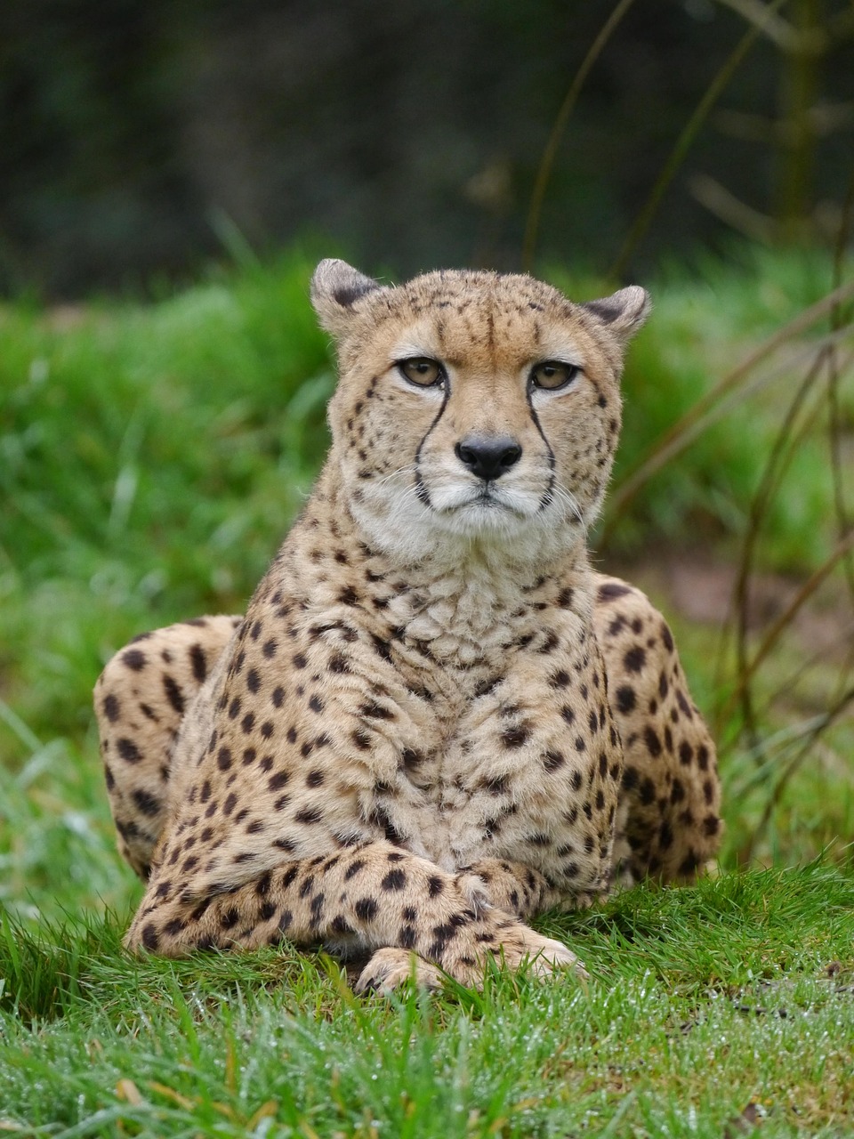 4 Day Private Safari Northern Serengeti Migration Spot