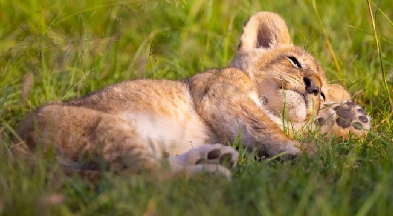 7 Day Tanzania Wildlife Safari