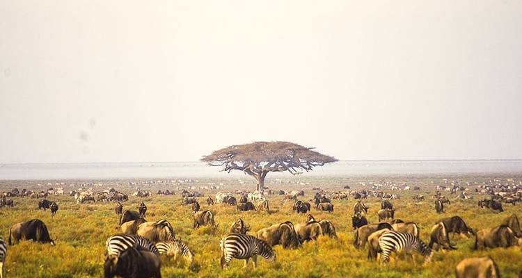Southern Serengeti Migration