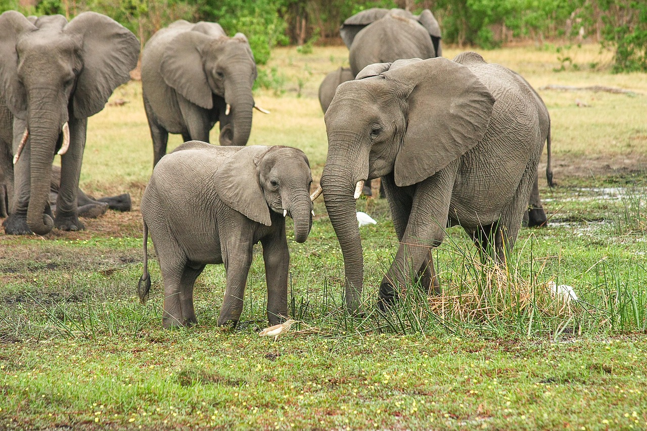 4 Day Northern Tanzania Safari