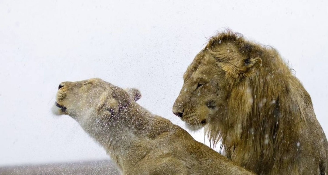 6 Days Serengeti Great Migration Safari