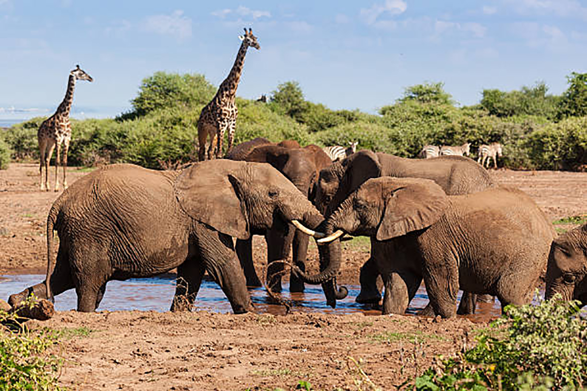 2 Days Tarangire & Manyara Tours