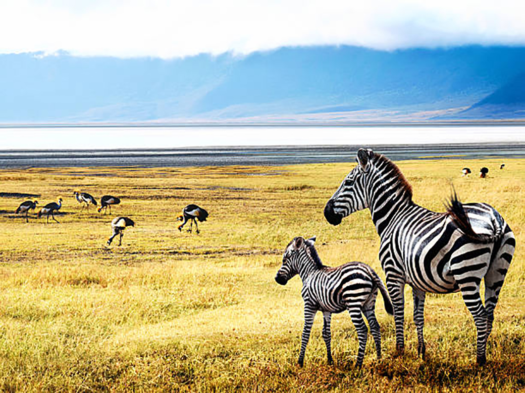 3 Days Ngorongoro Tanzania Safari Tours