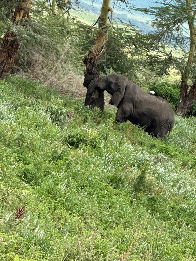 Luxury Northern Tanzania Walking Safari
