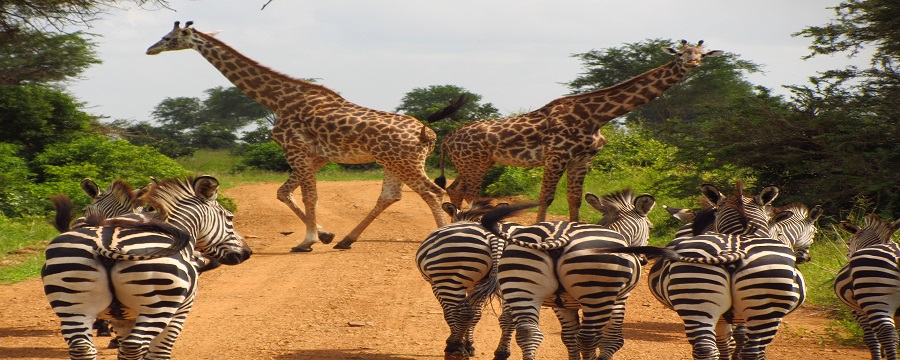 Ngorongoro rim family view