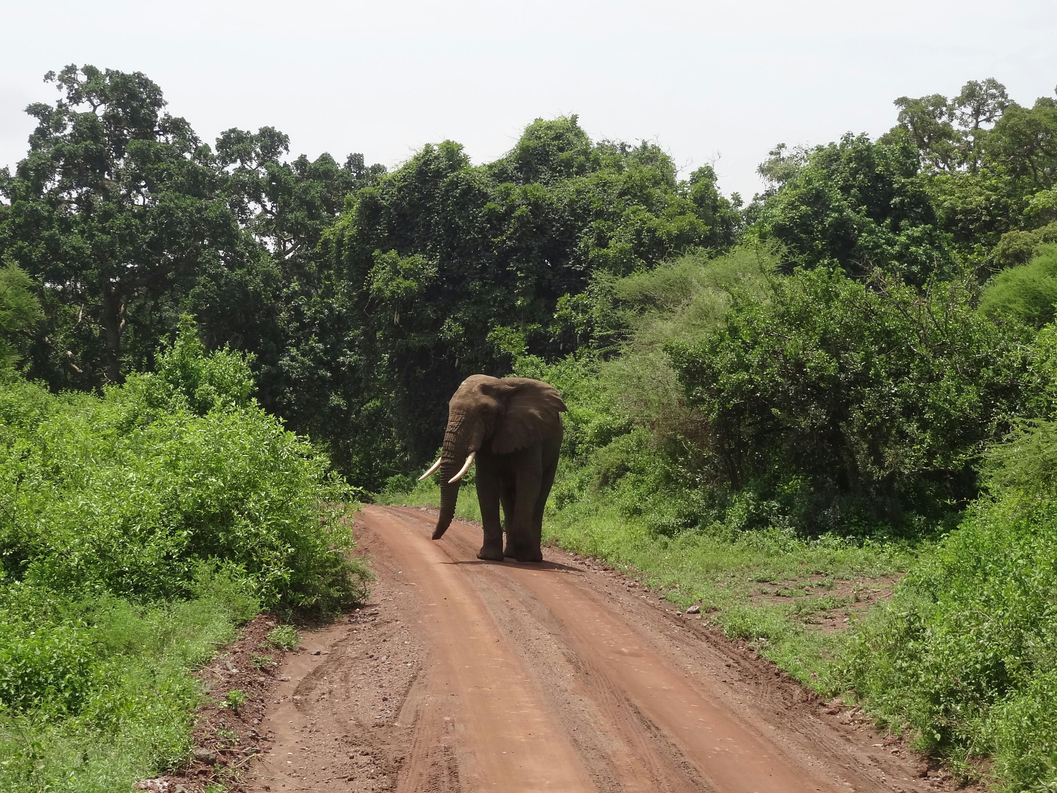 Lake Manyara National Park Safari