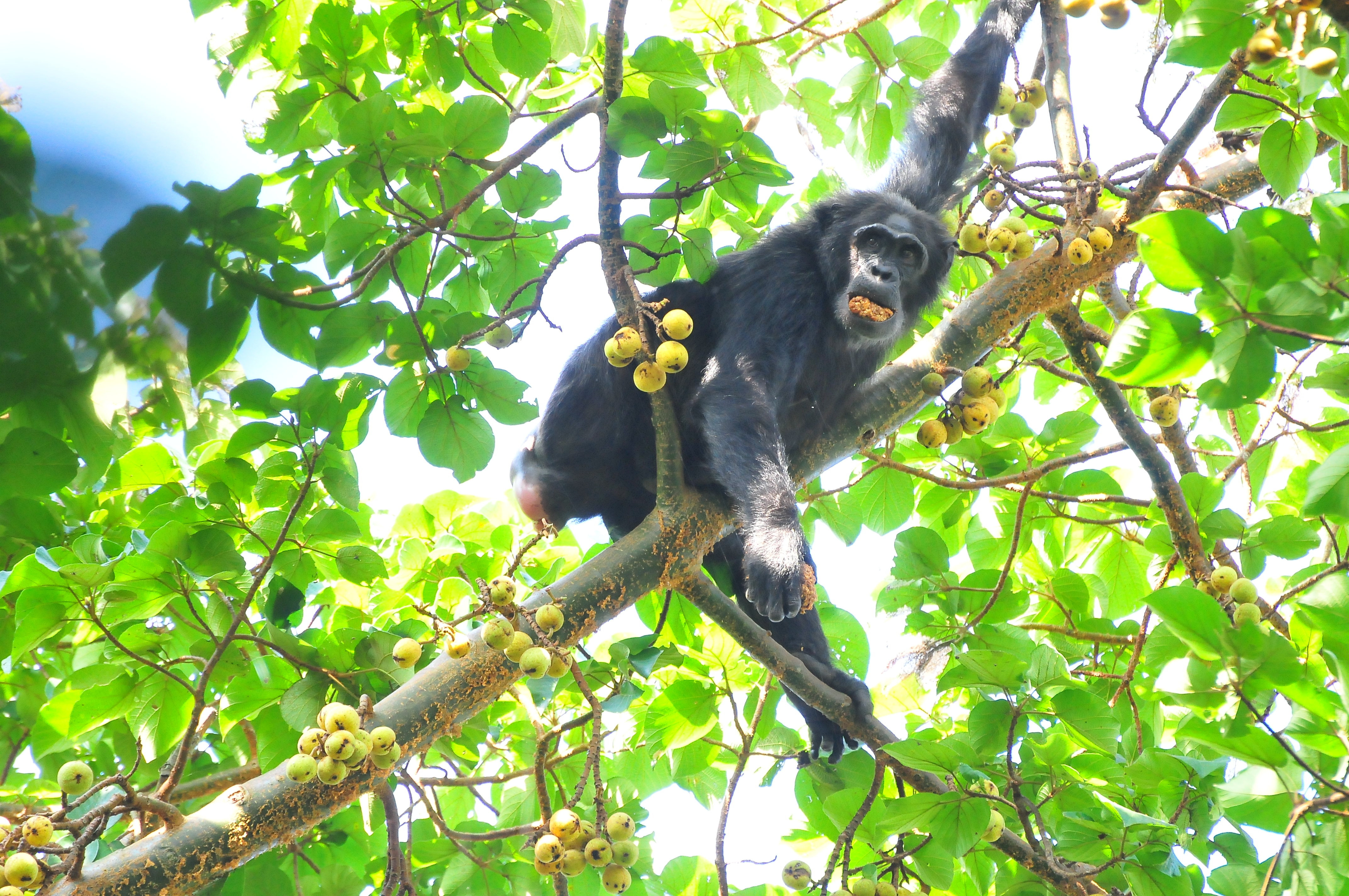 Bwindi Impenetrable Forest