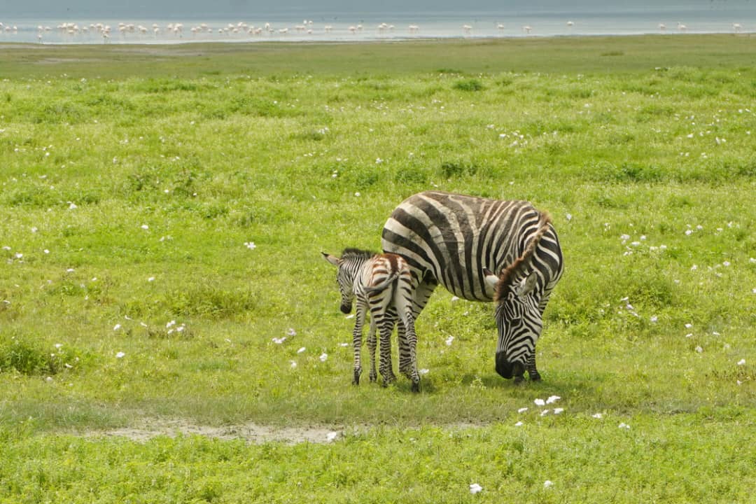 5-Day Serengeti & Ngorongoro Safari