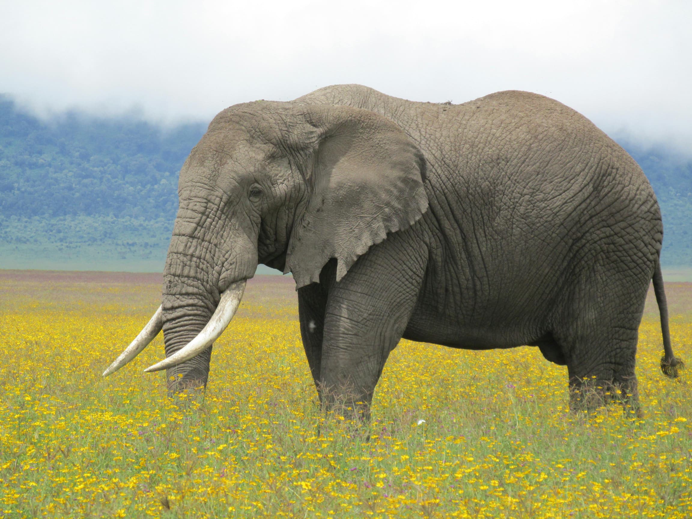 Amboseli National Park