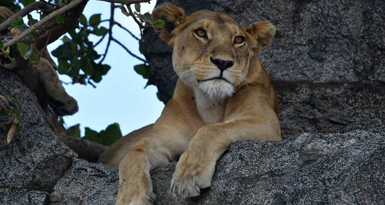 Serengeti Safari Tanzania