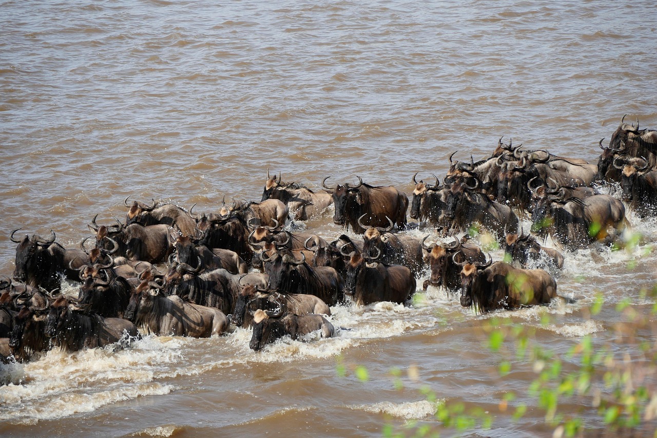 Mara River Wildebeest Crossing