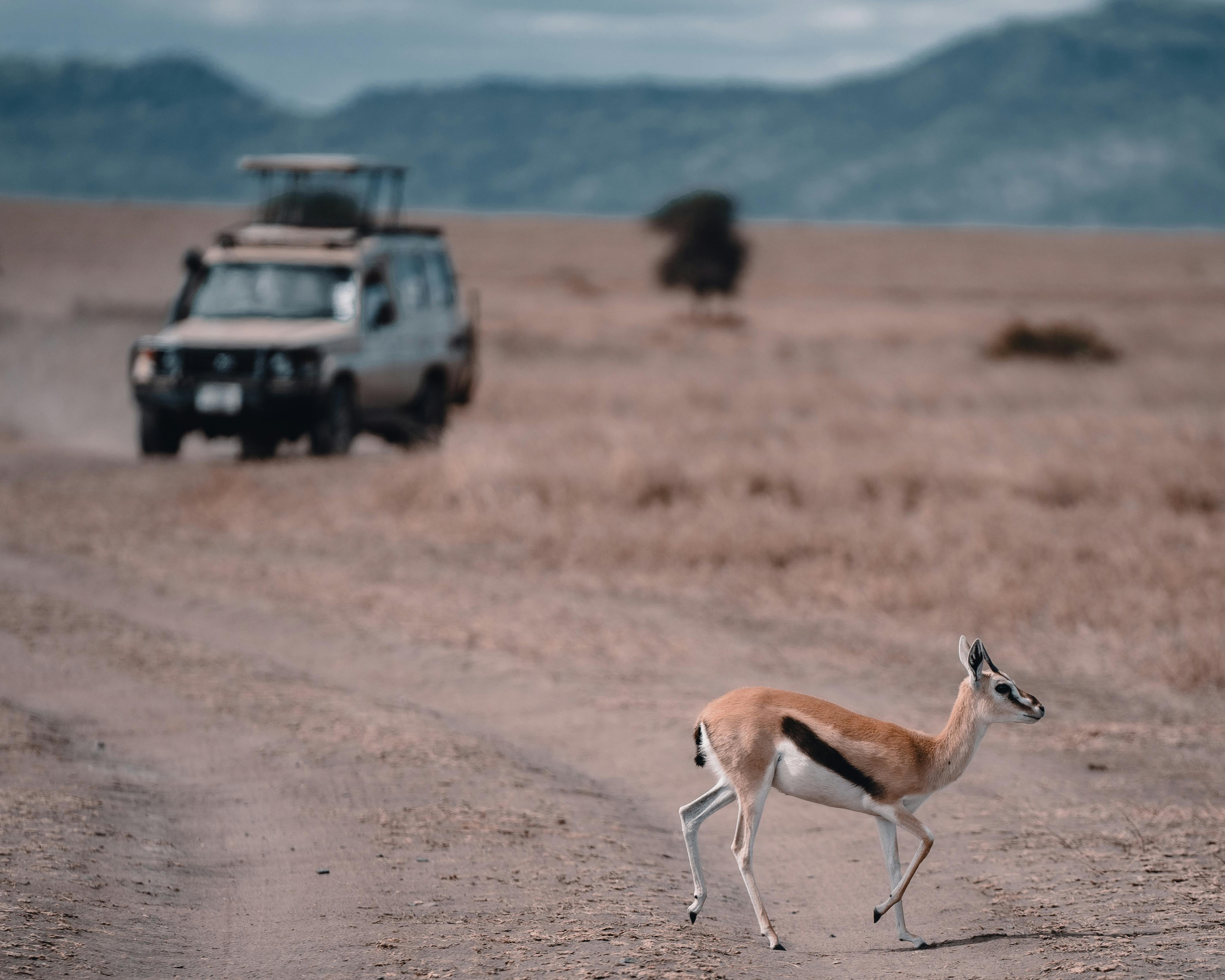 Tanzania Safari Packages