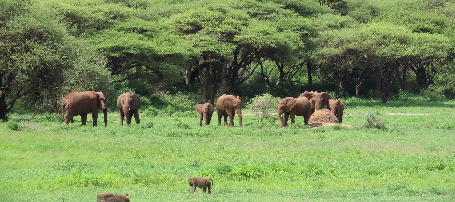 5 Days Tarangire & Lake Manyara Safari