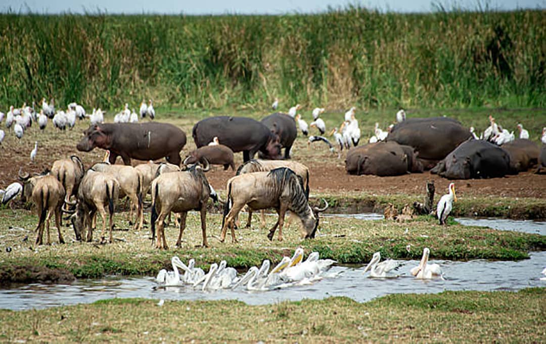 Wildebeest Calves Ndutu
