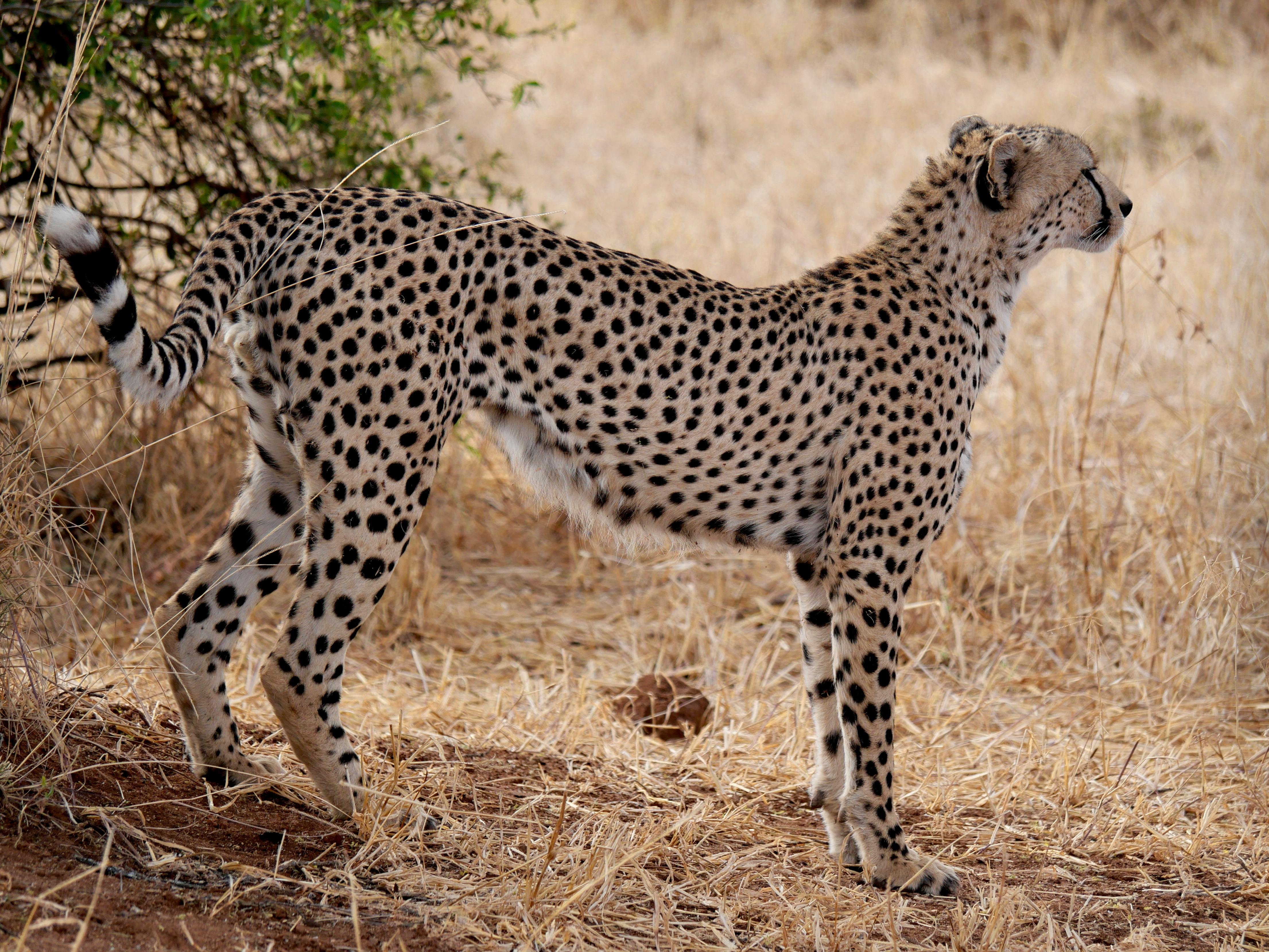 Tarangire National Park Safari