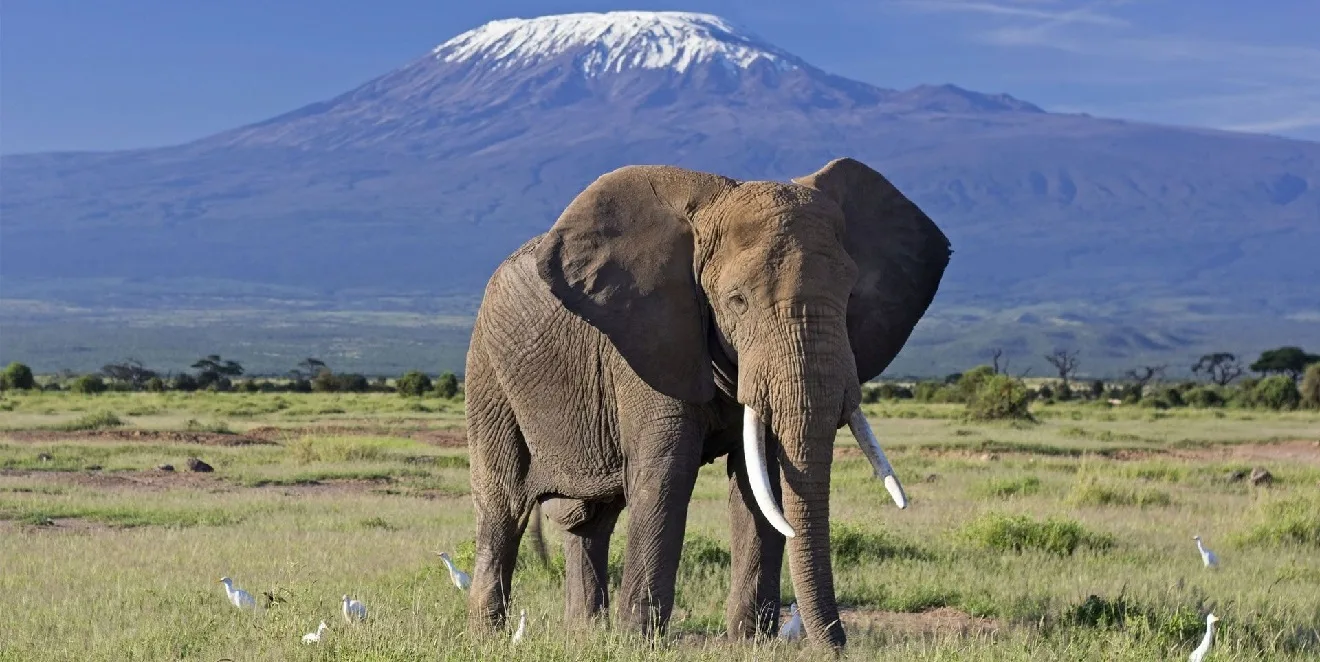 Experienced Africantrust Safari mountain guides leading climbers toward Uhuru Peak on Mount Kilimanjaro during sunrise.
