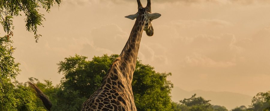5-Day Tanzania Mid-Range Safari near Mount Kilimanjaro gallery image