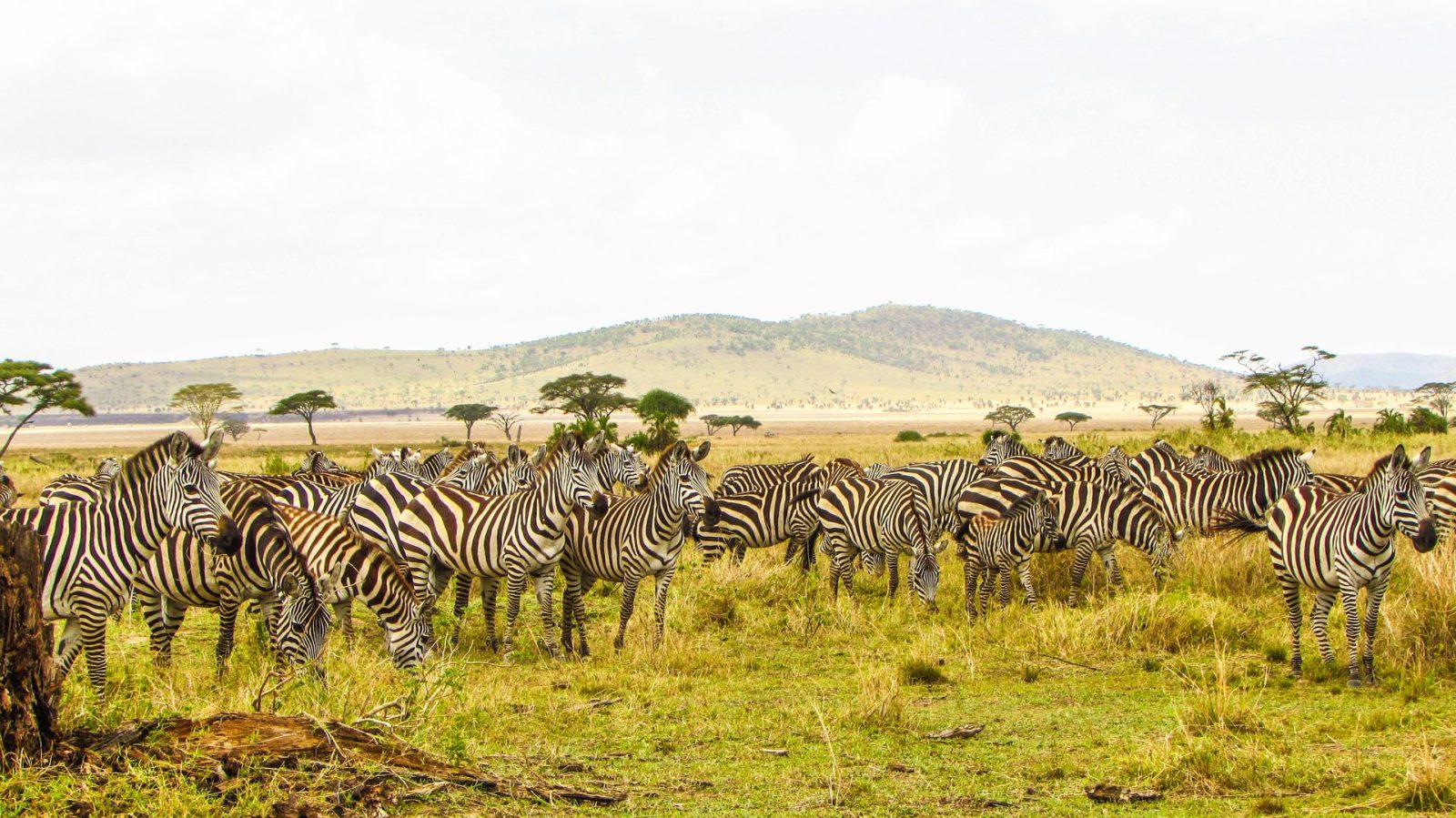 10 Days Big Five Tanzania Safari | Ultimate Wildlife Adventure gallery image