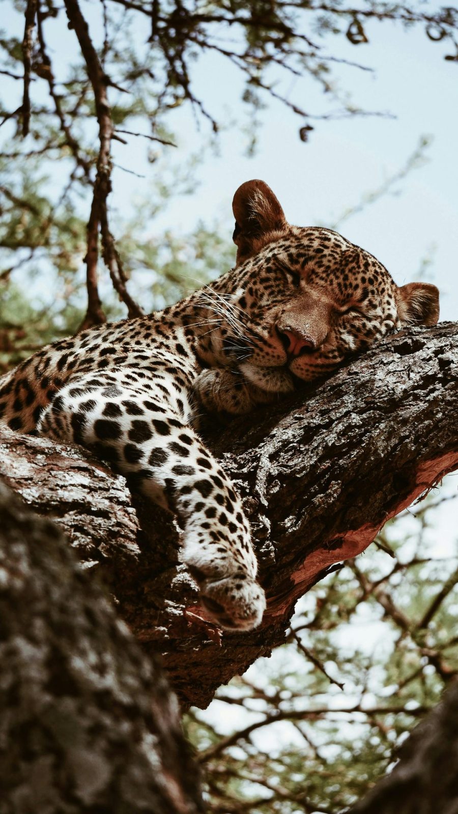 8 Days Tanzania Safari | Ultimate Serengeti, Ngorongoro & Tarangire Adventure gallery image