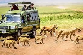 8 Days Tanzania Safari | Ultimate Serengeti, Ngorongoro & Tarangire Adventure gallery image