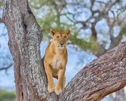8 Days Tanzania Safari | Ultimate Serengeti, Ngorongoro & Tarangire Adventure gallery image